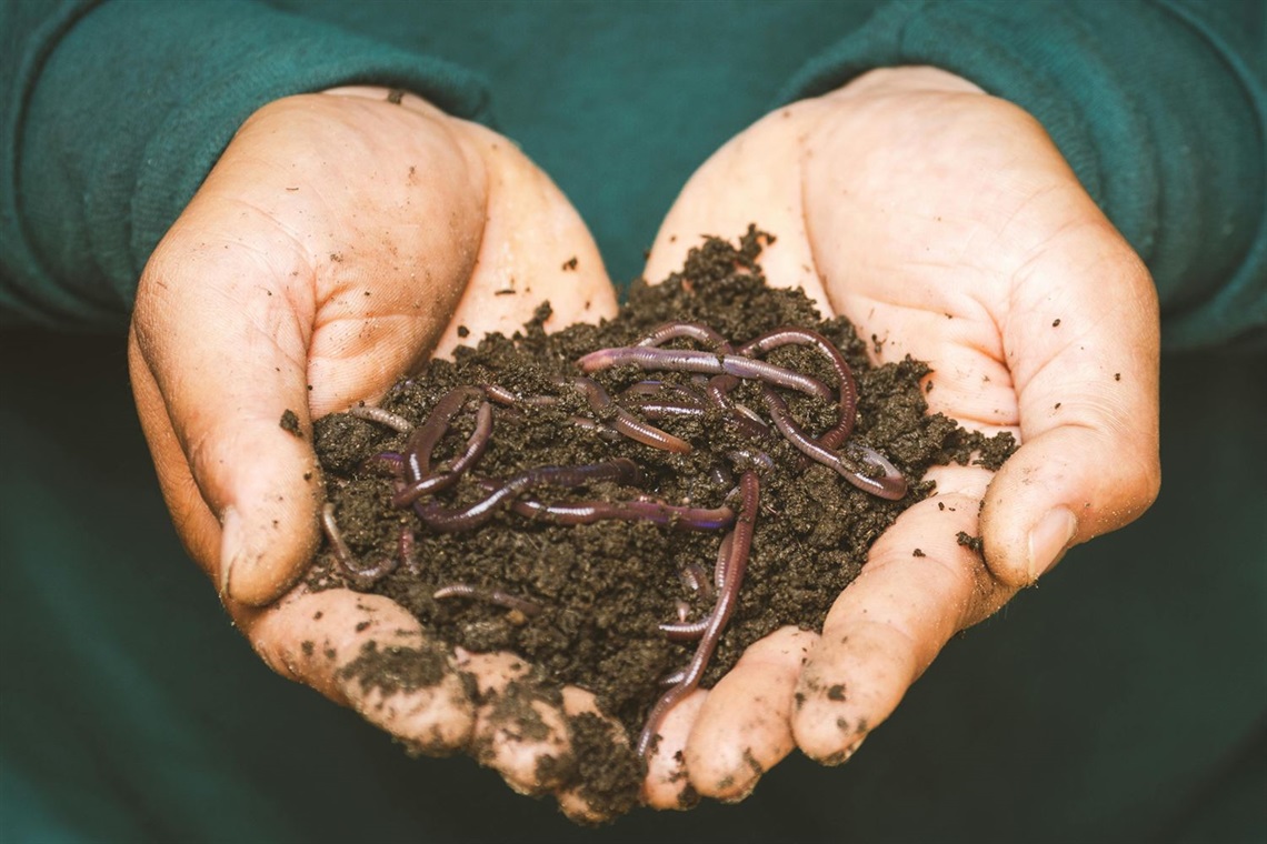 Worm-Composting.jpg